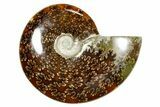 Polished Ammonite (Cleoniceras) Fossil - Madagascar #365082-1